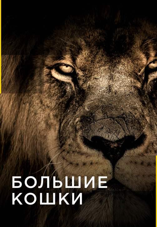 Большие кошки. Серия 10